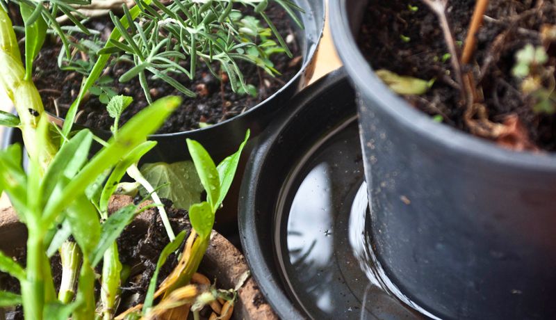Arboviroses: Cagece alerta para cuidados com focos de mosquitos durante a estação chuvosa