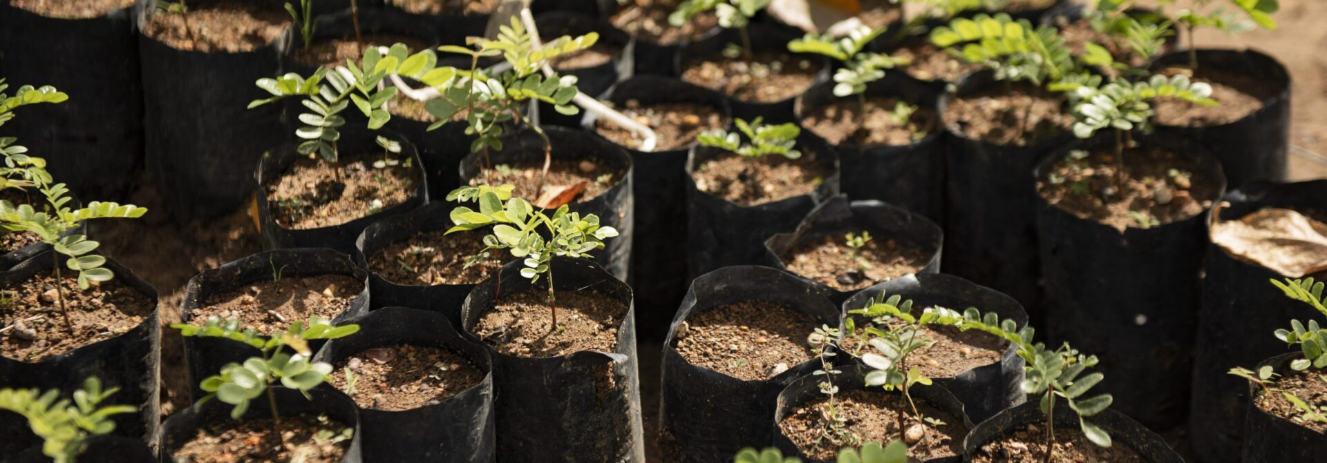 Viveiro de mudas da Cagece na Serra da Ibiapaba recebe selo verde do Instituto Chico Mendes