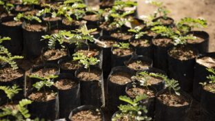 Viveiro de mudas da Cagece na Serra da Ibiapaba recebe selo verde do Instituto Chico Mendes