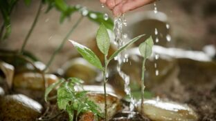 Sustentabilidade: Cagece renova compromisso com Pacto Global das Nações Unidas